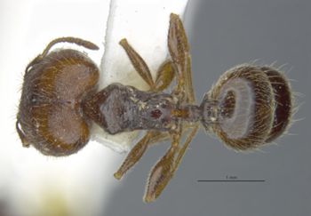 Media type: image;   Entomology 28991 Aspect: habitus dorsal view